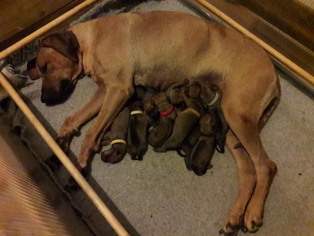 de la Dohinais - Rhodesian Ridgeback - Portée née le 22/05/2019