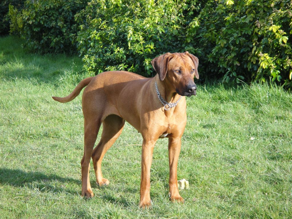 Flicka o'hara des Terres Lointaines