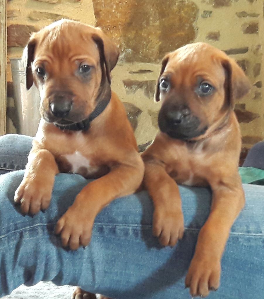 de la Dohinais - Chiots disponibles - Rhodesian Ridgeback